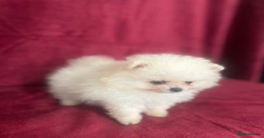 Pomeranian dogs 3 tiny girls ready now*price reduced £2000 - Advert 1
