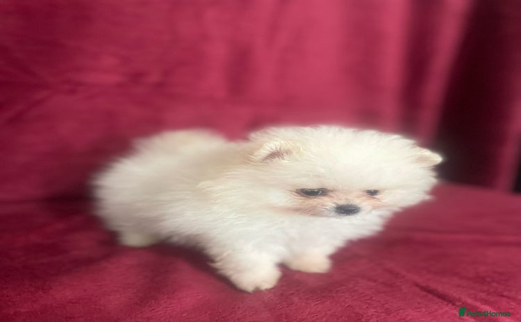 Pomeranian dogs - Advert 2