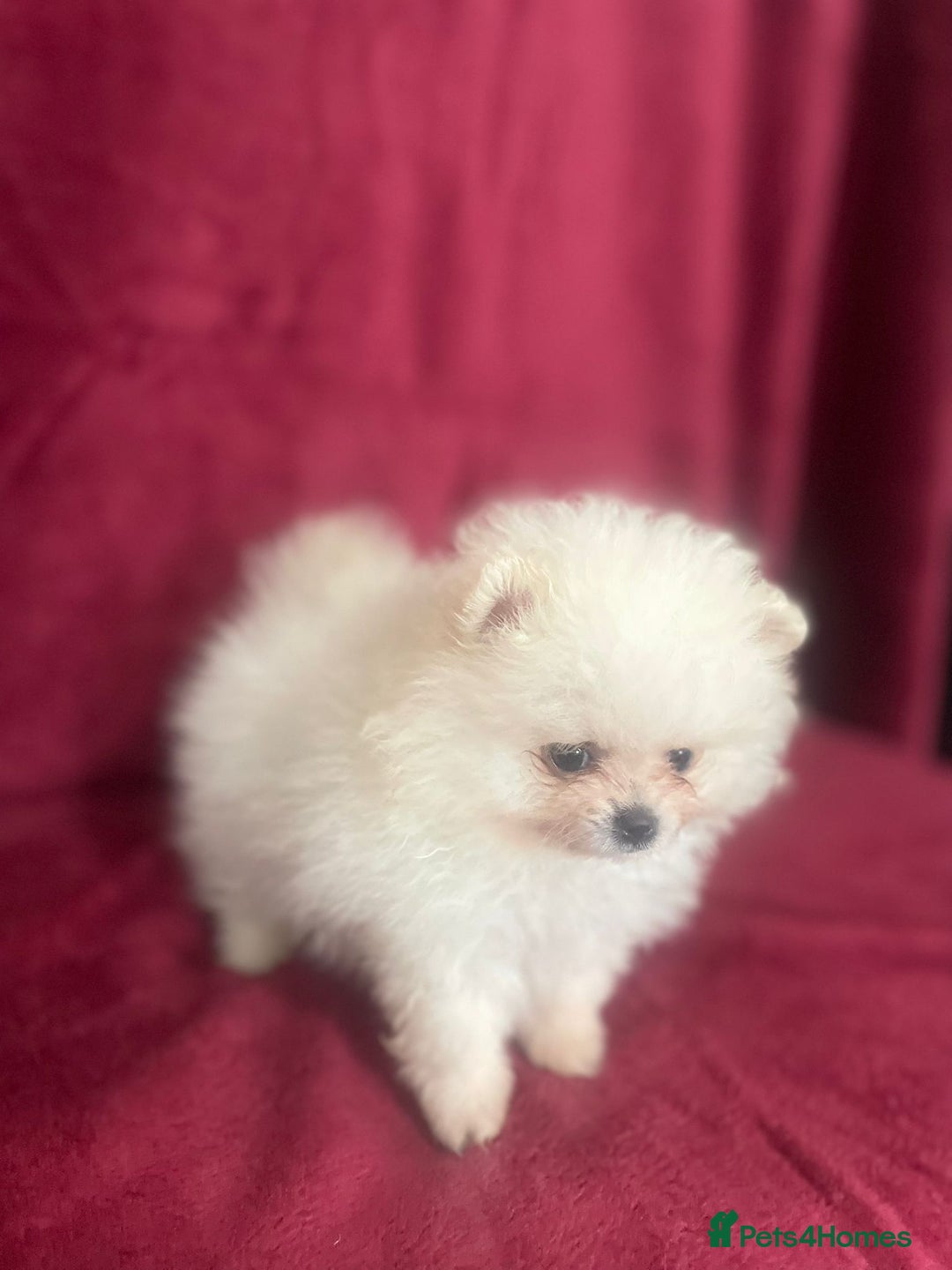 Pomeranian dogs for sale: 3 tiny girls ready now*price reduced £2000 - Advert 3