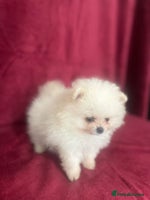 Pomeranian dogs 3 tiny girls ready now*price reduced £2000 - Advert 1