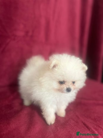 Pomeranian dogs - Advert 14