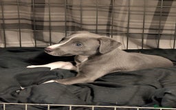 Whippet dogs for sale: 🥰Beautiful blue and white whippet puppies 🥰 - Image 13