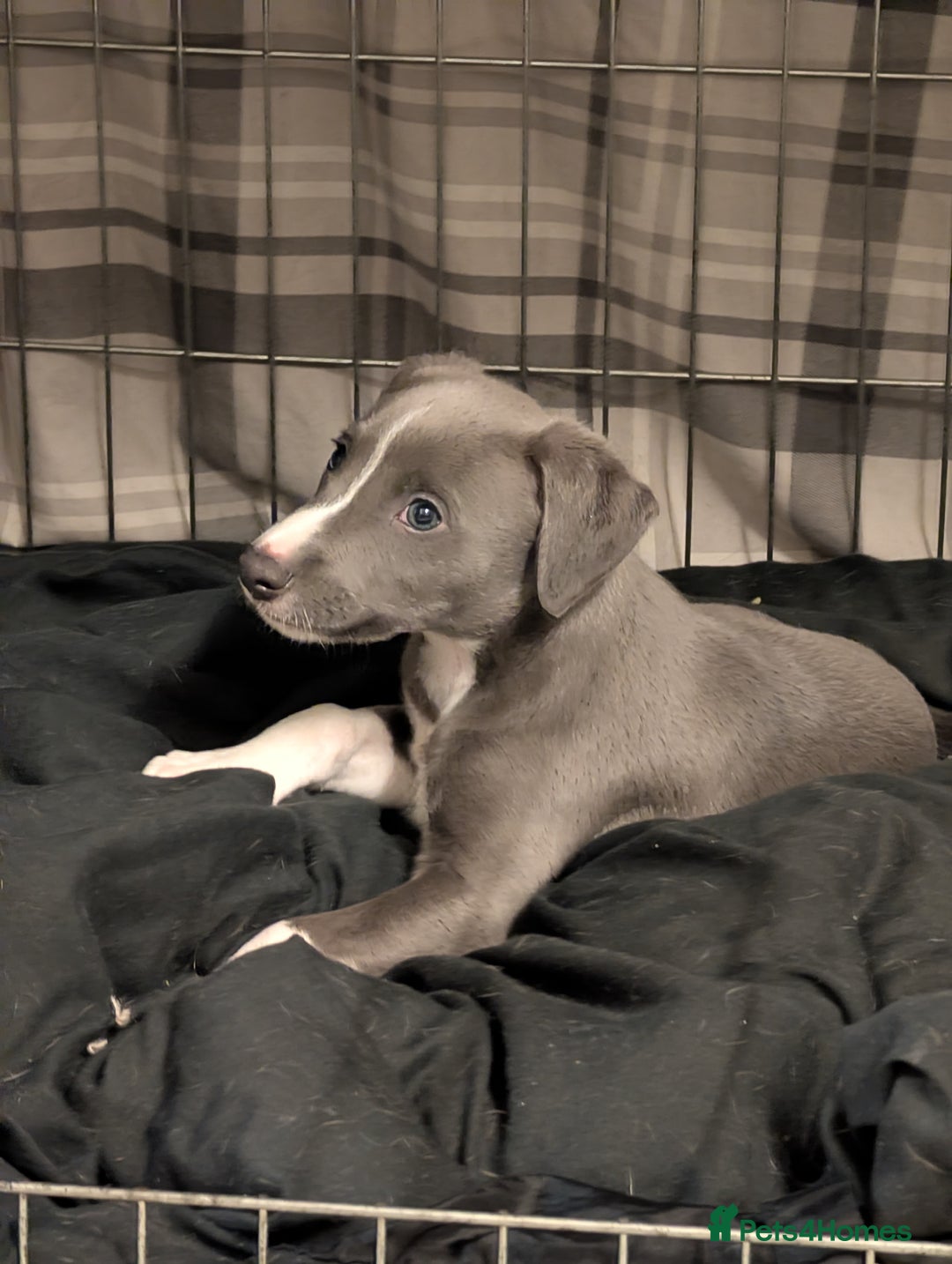 Whippet dogs for sale: 🥰Beautiful blue and white whippet puppies 🥰 - Image 13