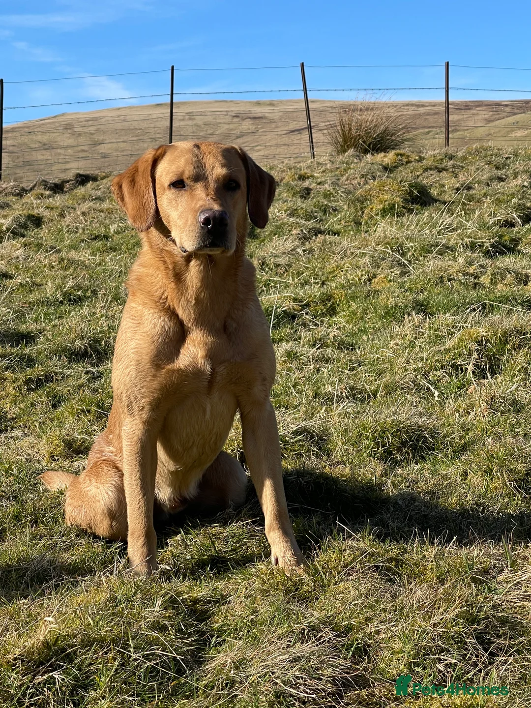 Labrador Retriever dogs for stud: Field Trial Champion Dark Yellow Labrador in Kinross - Advert 7
