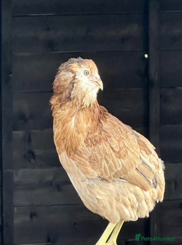 Chickens poultry Araucana hen - Advert 4