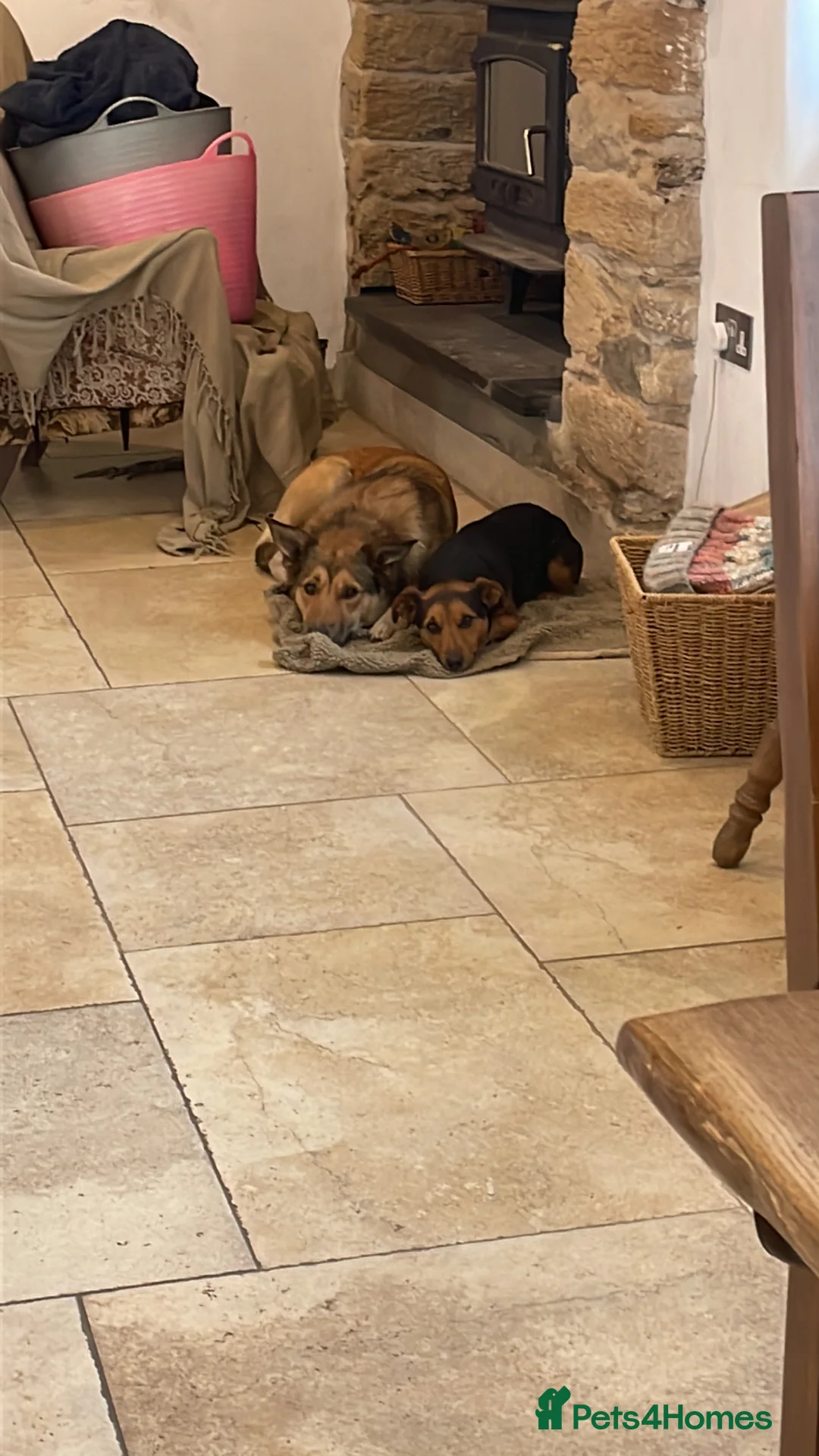 Jack Russell dogs for stud: Jack Russel for Stud Black and Tan - Advert 4