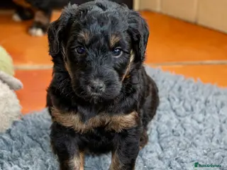 Mixed Breed dogs for sale: F1B Mini Pyredoodle Waiting List - Advert 2