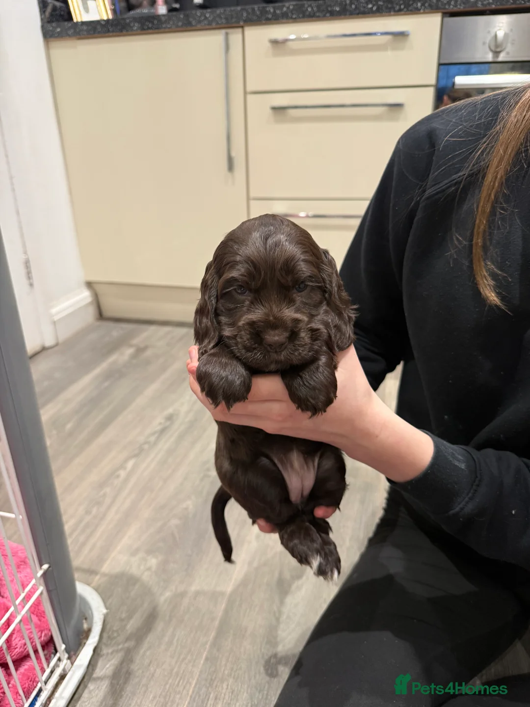 Cocker Spaniel dogs for sale: Health tested clear show cocker spaniel puppies - Advert 7