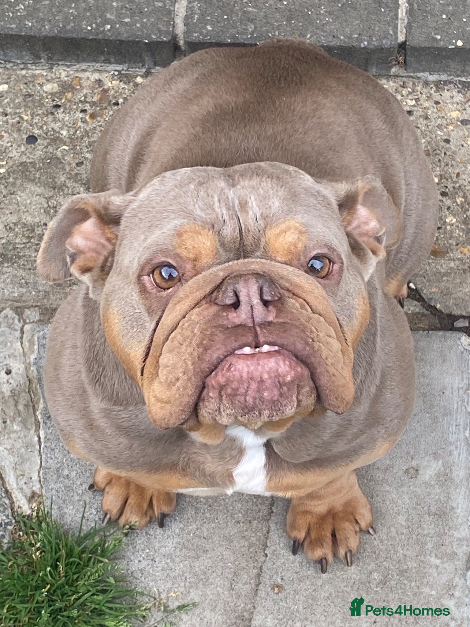 English Bulldog dogs Beautiful lilac and tan English bulldog  - Advert 2