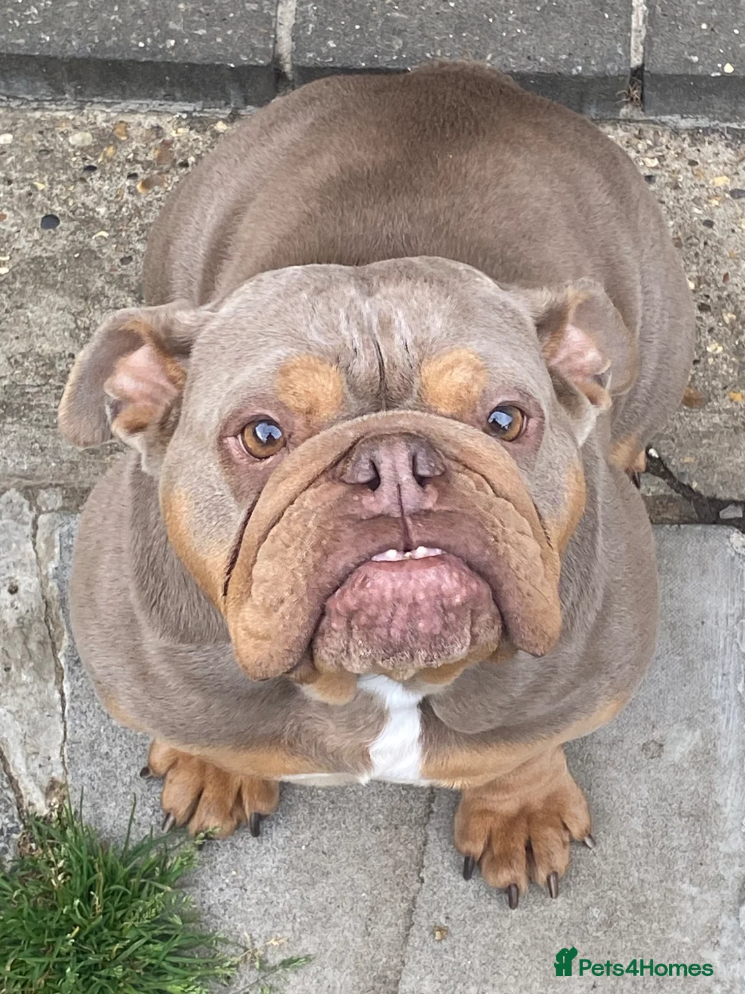 English Bulldog dogs for adoption: Beautiful female lilac and tan English bulldog  - Advert 2