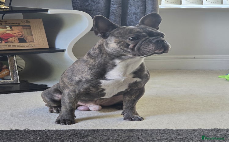 French Bulldog dogs - Advert 1