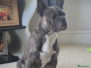 French Bulldog dogs - Advert 13