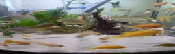Cichlids fish for sale: African cichlids  - Advert 10