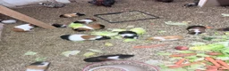 Guinea Pig rodents for sale: Beautiful guinea pigs  in Newcastle upon Tyne - Advert 3