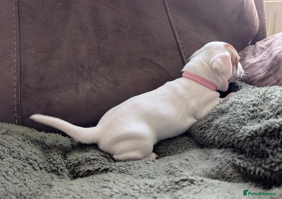 Jack Russell dogs for sale: Jack Russell Puppies, Ready 20th March - Advert 7