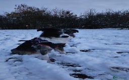 Border Collie dogs for stud: TRI BLUE MERLE BORDER COLLIE PROVEN STUD  - Image 2