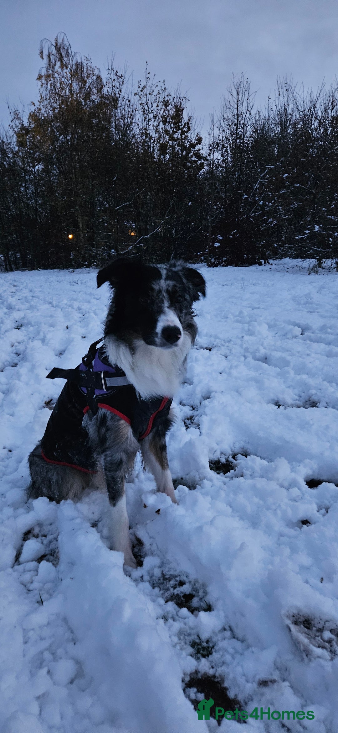 Border Collie dogs for stud: TRI BLUE MERLE BORDER COLLIE PROVEN STUD  - Image 2