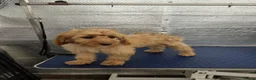 Cockapoo dogs for sale: 1 female F1 Cockapoo - Advert 9