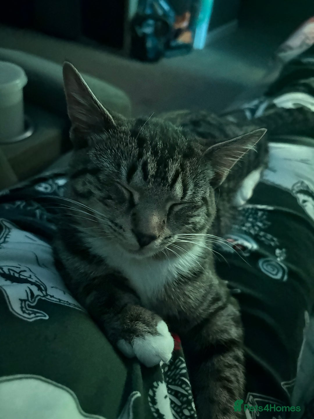 Domestic Shorthair cats for sale: 8 month old female kitten  - Advert 4