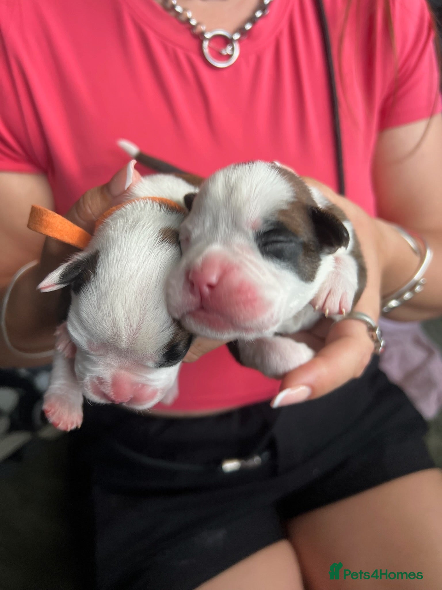 Boxer dogs Beautiful Boxer Puppies - Advert 21