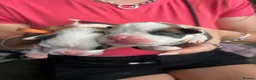Boxer dogs for sale: Beautiful Boxer Puppies - Advert 1