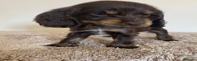 Cocker Spaniel 1
