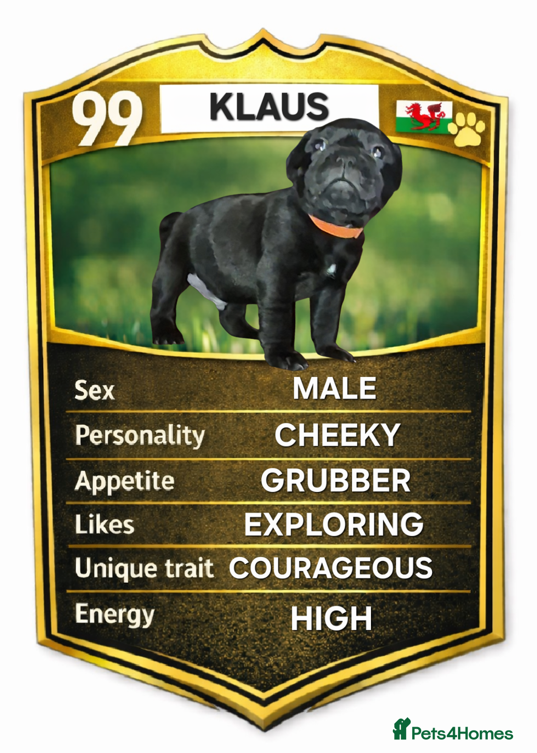 Staffordshire Bull Terrier dogs for sale: Exceptional Staffy Bull Terriers– Valglo Bloodline - Advert 8