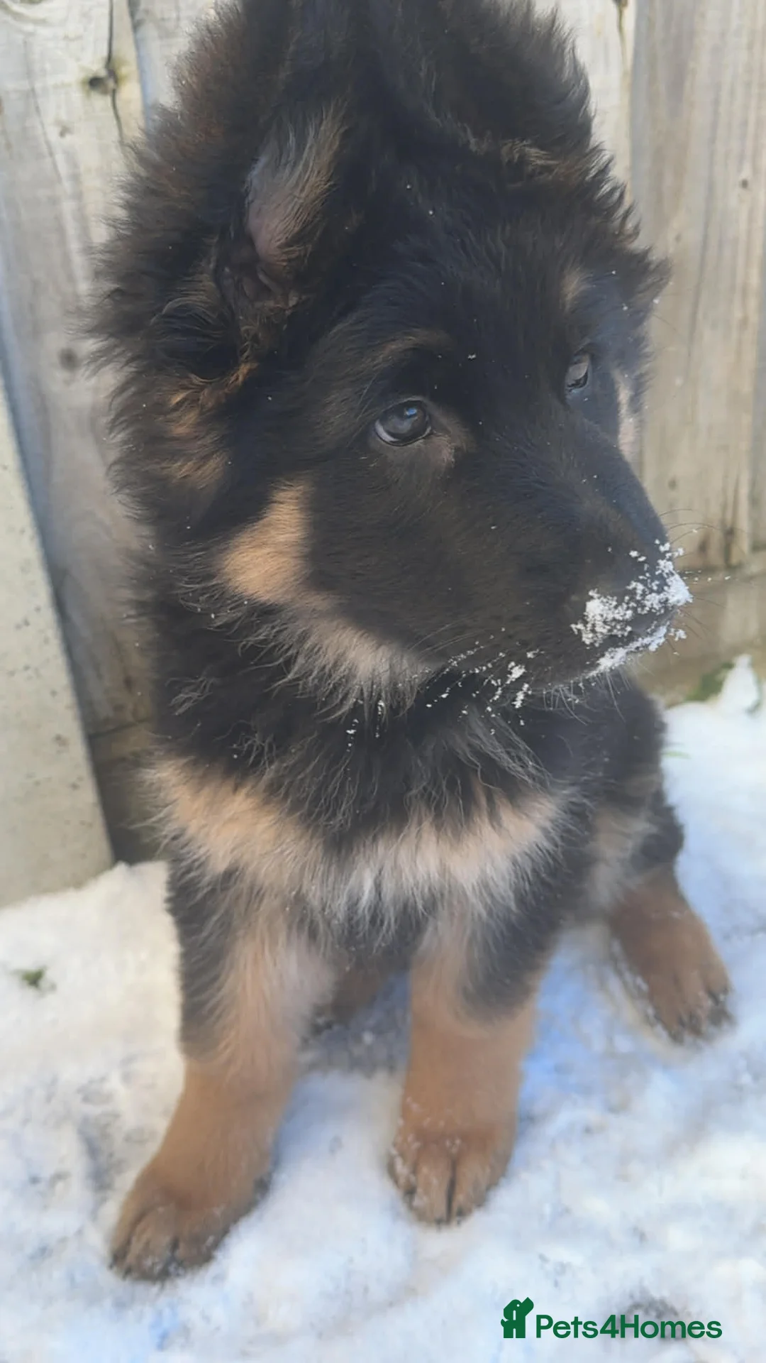 German Shepherd dogs for sale: Black And Tan German Shepherd Puppy - Advert 2