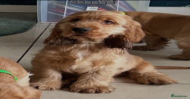 Cocker Spaniel dogs - Advert 5