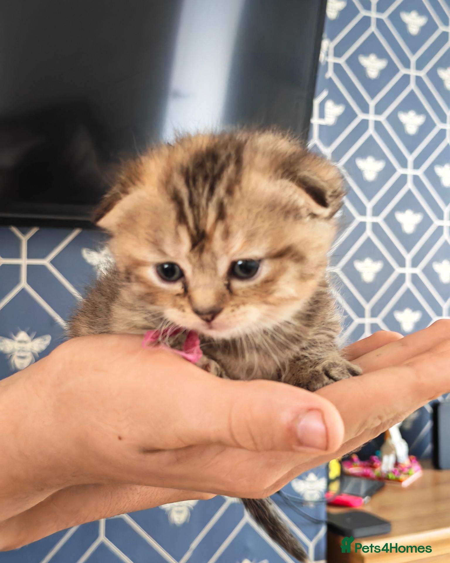 Scottish Fold cats Exceptional/colours Scottish fold/straight kittens - Advert 5