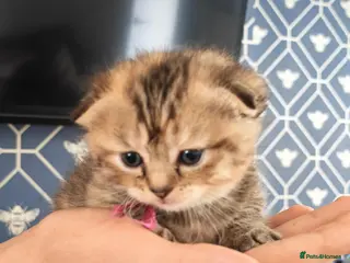 Scottish Fold cats Exceptional/colours Scottish fold/straight kittens - Advert 5