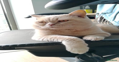 British Shorthair cats - Advert 5