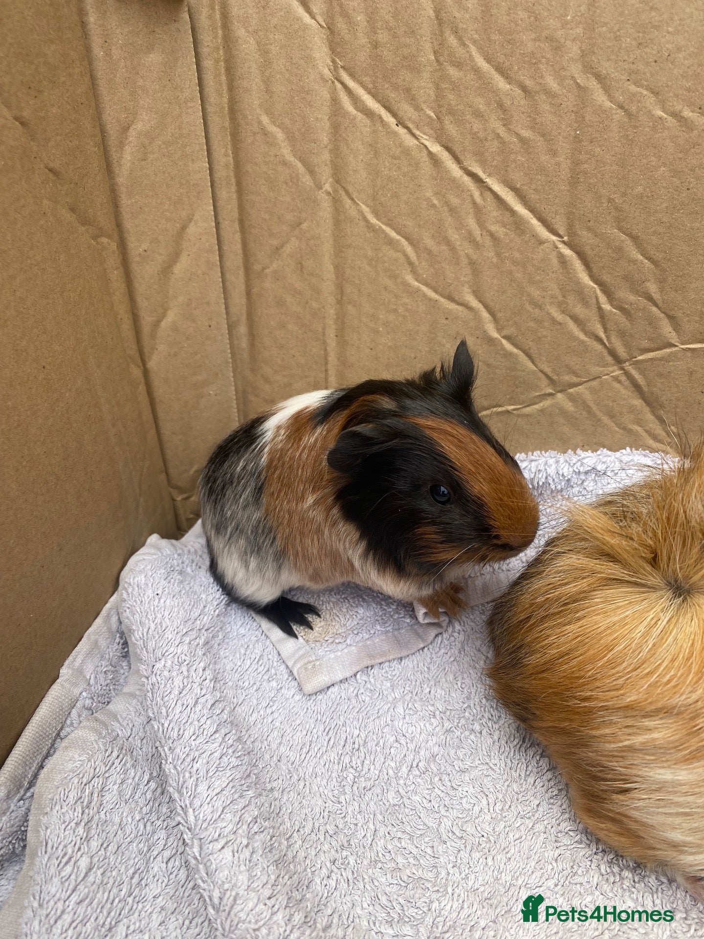 Guinea Pig rodents 2x young female Guinea pigs  - Advert 2