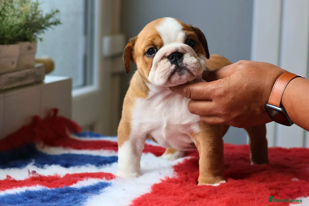 English Bulldog dogs for stud: Silver Health Tested - King 👑 joins the Stud Team - Advert 4