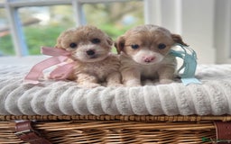 Cavapoochon dogs for sale: Cavapoochon puppies - Image 5