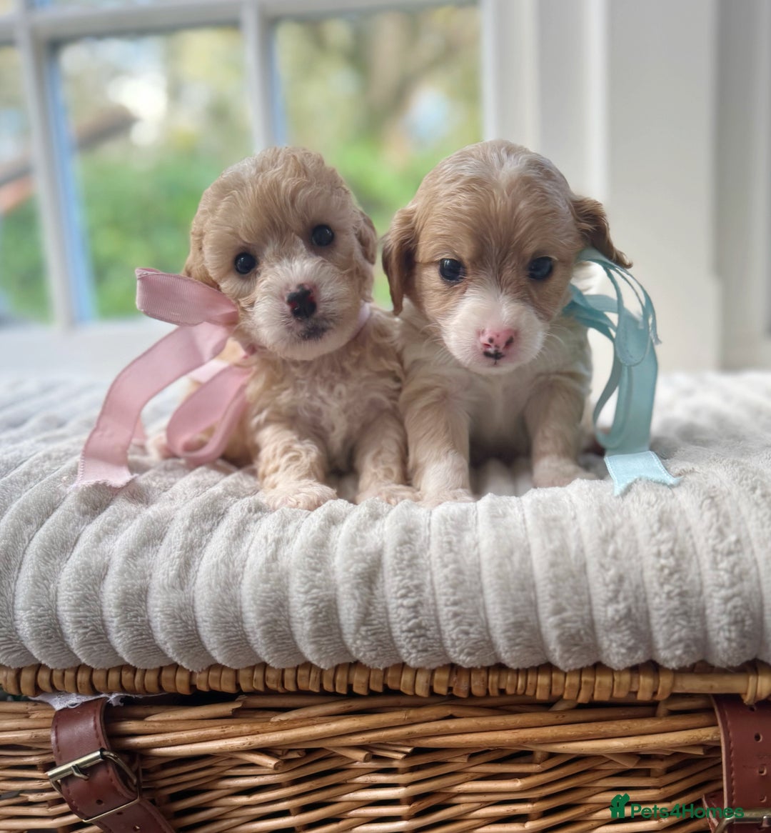 Cavapoochon dogs for sale: Cavapoochon puppies - Image 5