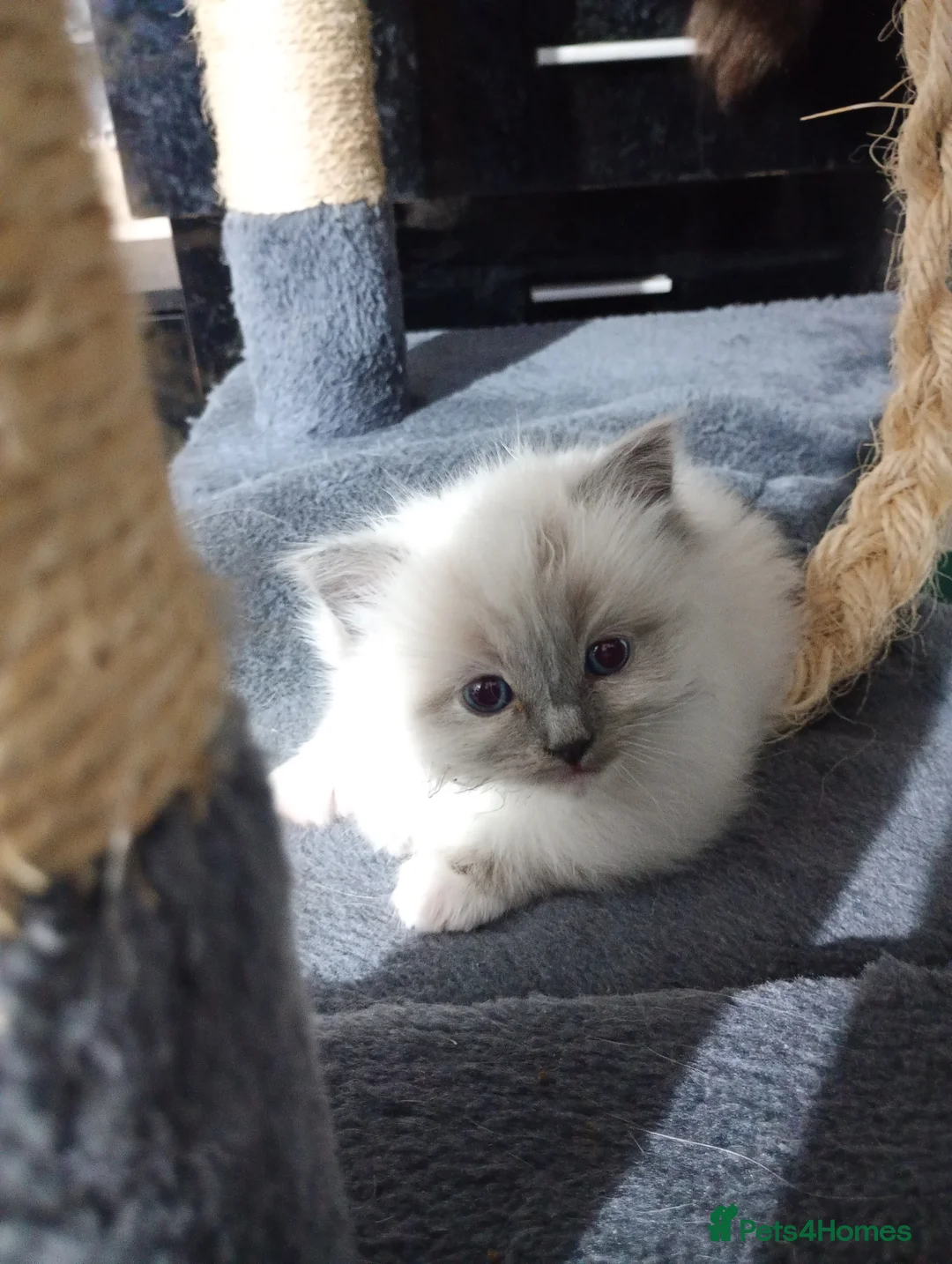 Ragdoll cats for sale: Beautiful pedigree female Ragdoll kitten  - Advert 8