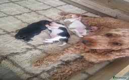 Cavapoo dogs for sale: Cavapoo puppies  - Image 4