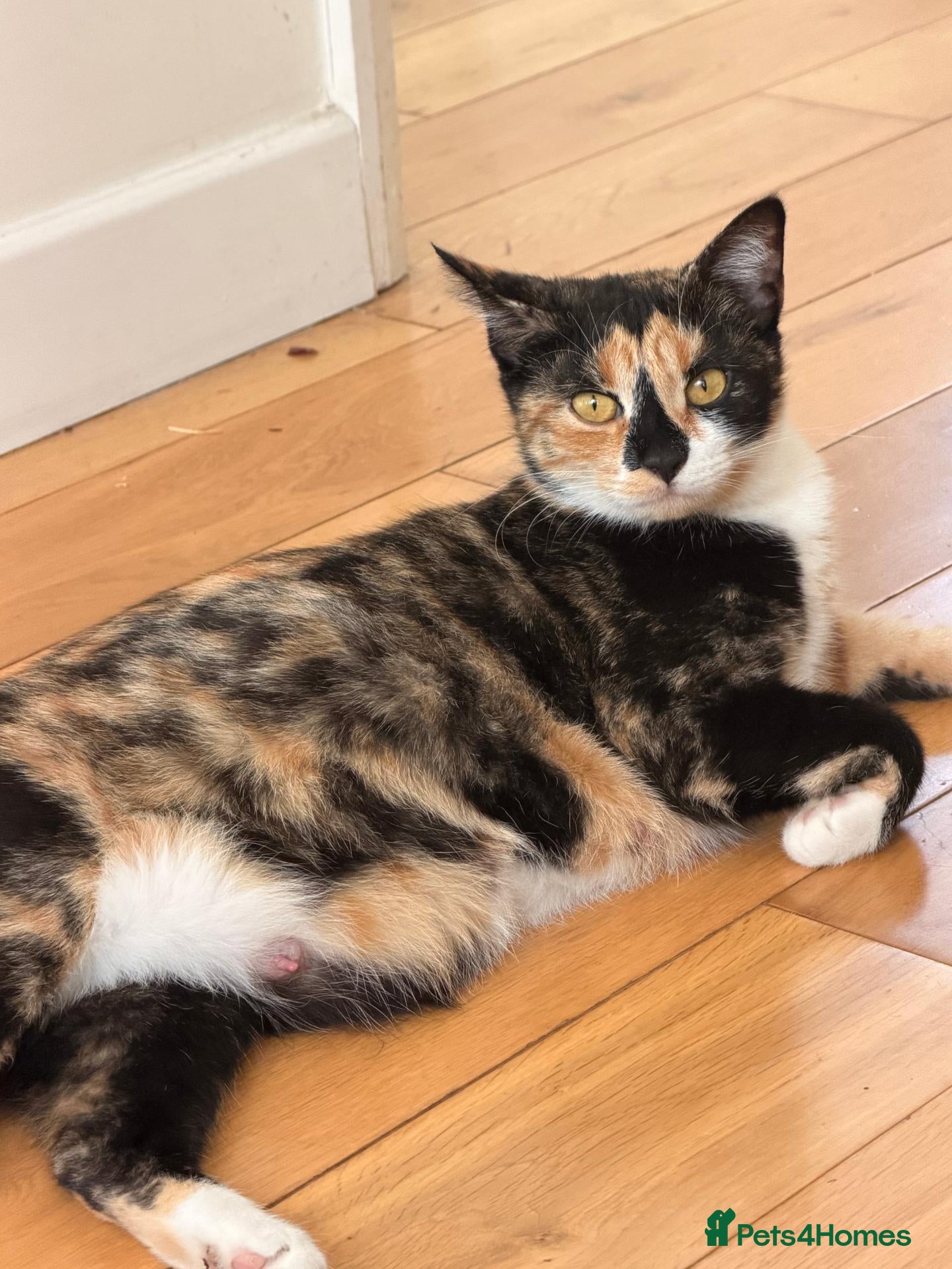 Mixed Breed cats Stunning Mixed Breed Kittens - Advert 16
