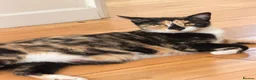 Mixed Breed cats for sale: Stunning Mixed Breed Kittens in London - Advert 1