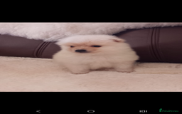 Pomeranian dogs for sale: Miniature Pomeranian puppies - Image 9