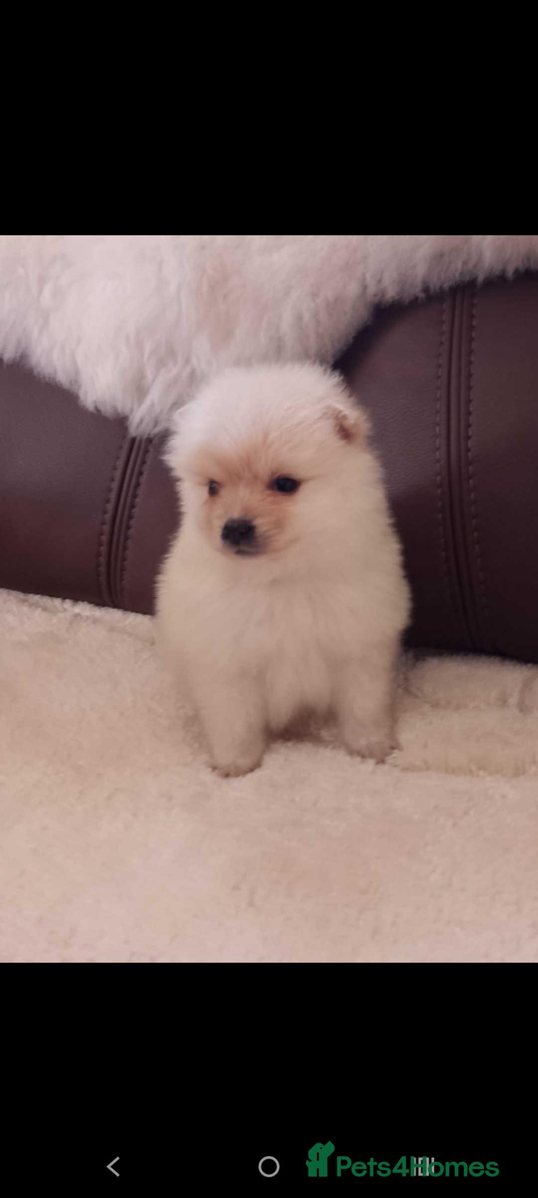 Pomeranian dogs for sale: Miniature Pomeranian puppies - Image 9