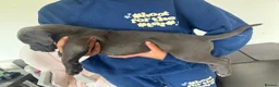 Cane Corso dogs for sale: 2 beautiful chunky cane corso male puppies  - Advert 5