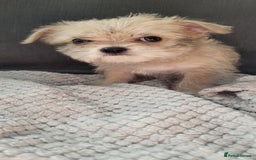 Mixed Breed dogs for sale: Jack russel cross pomeranian puppies  - Image 19