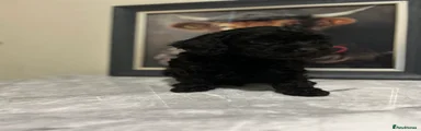 Cavapoo 2