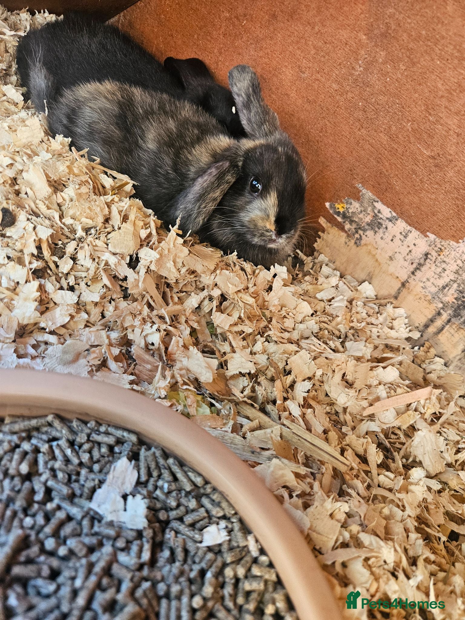 Mixed Breed rabbits Male babby rabbits left from litter  - Advert 1