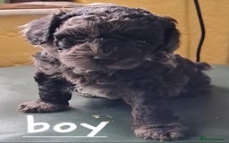 Cockapoo dogs for sale: 4 beautiful and bold miniature cockapoo (f2) pups. - Image 4