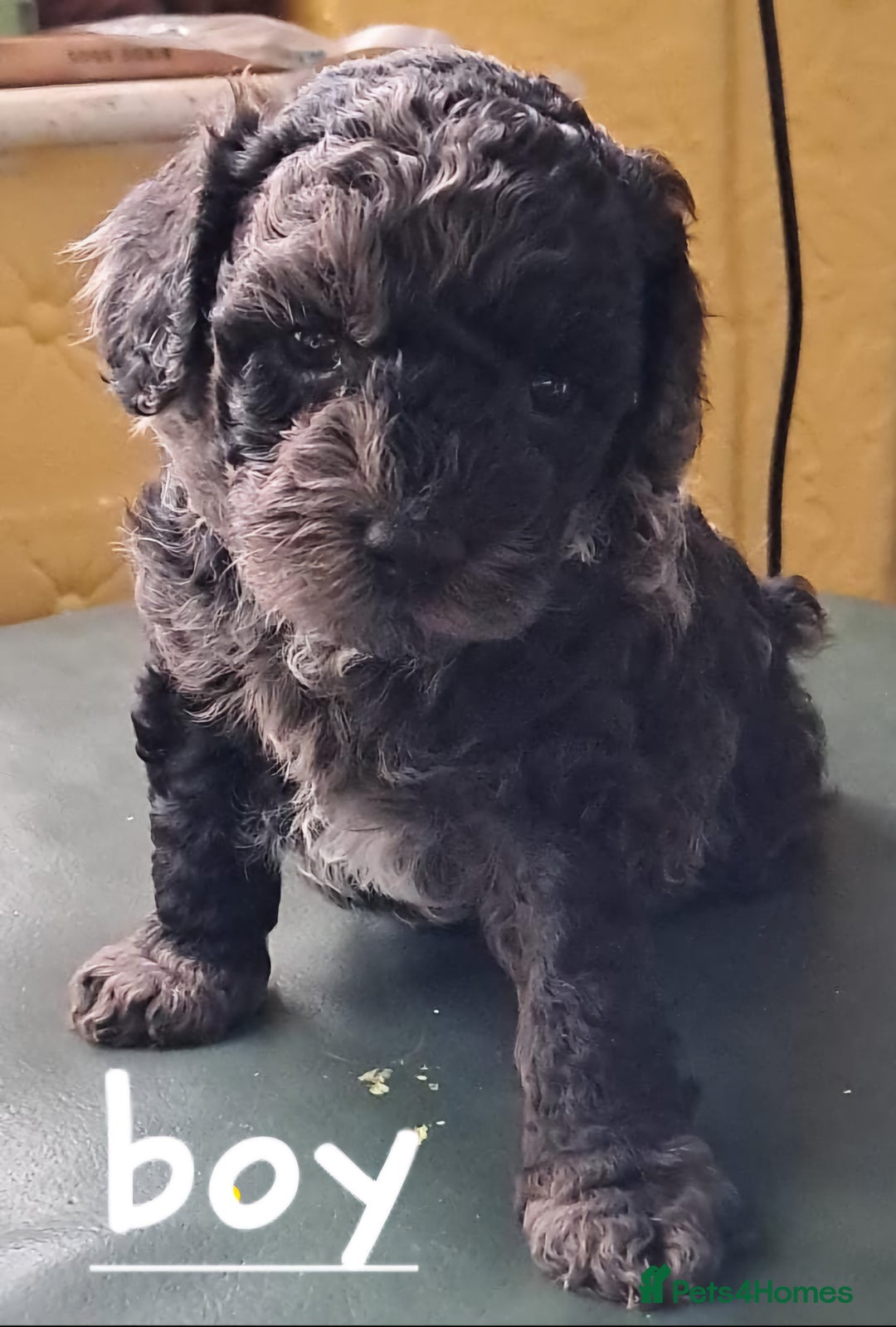 Cockapoo dogs for sale: 4 beautiful and bold miniature cockapoo (f2) pups. - Image 4