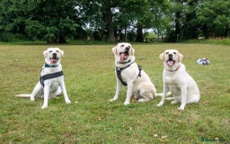 Labrador Retriever dogs for stud: Labrador Retriever for Stud - Marley in Gravesend - Image 4