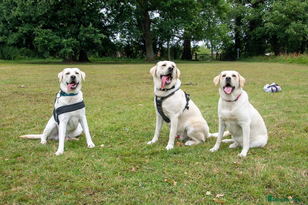 Labrador Retriever dogs for stud: Labrador Retriever for Stud - Marley in Gravesend - Image 4